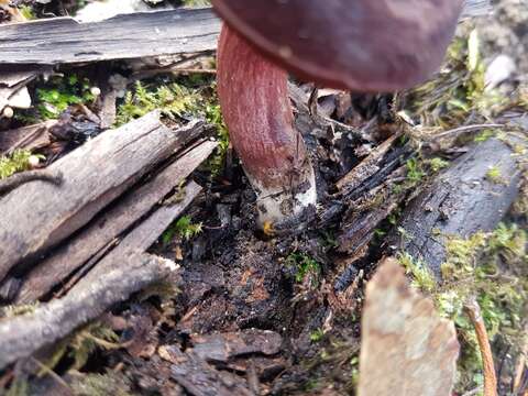 Image of Boletus tasmanicus Hongo & A. K. Mills 1989