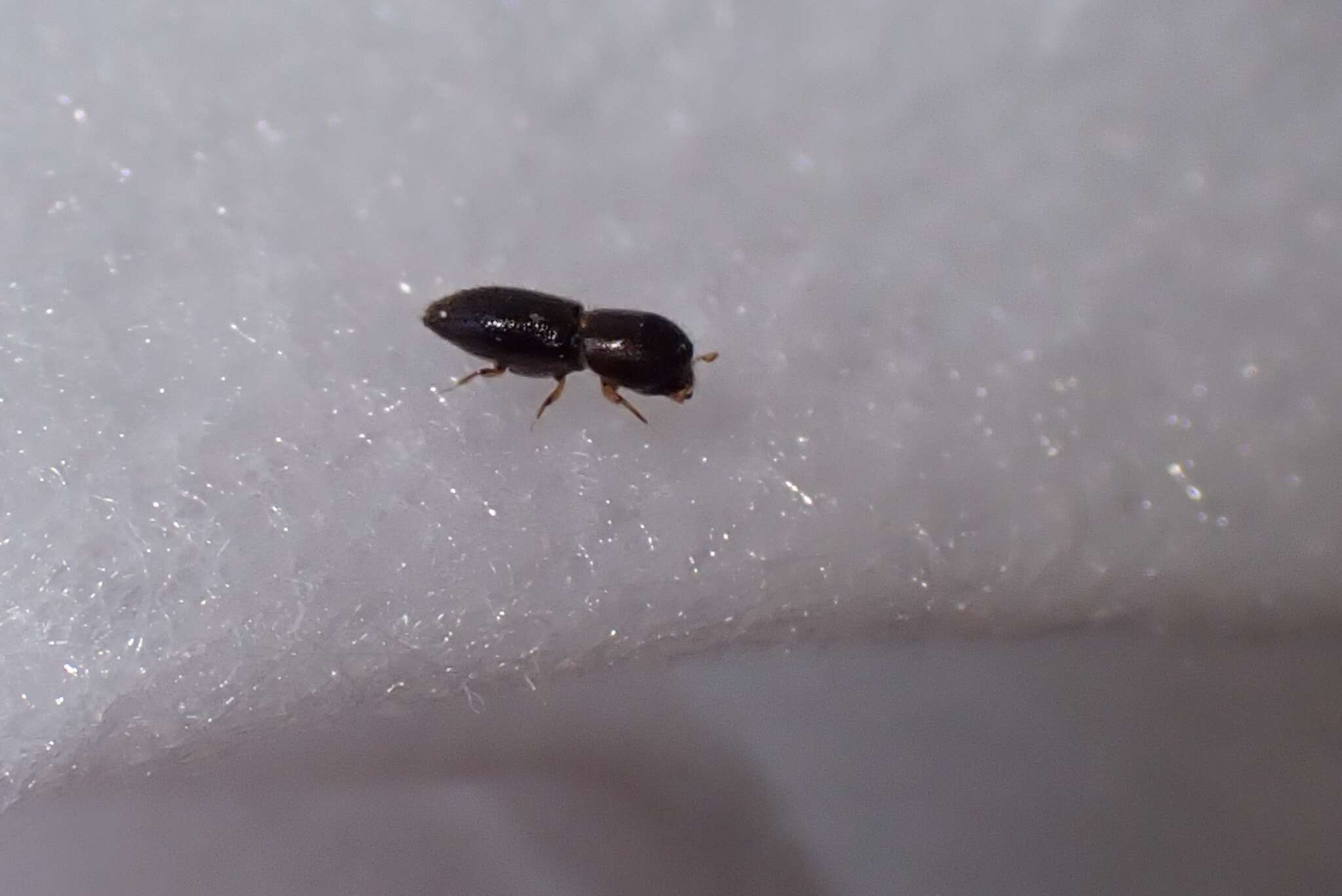 Image of Ambrosia beetle