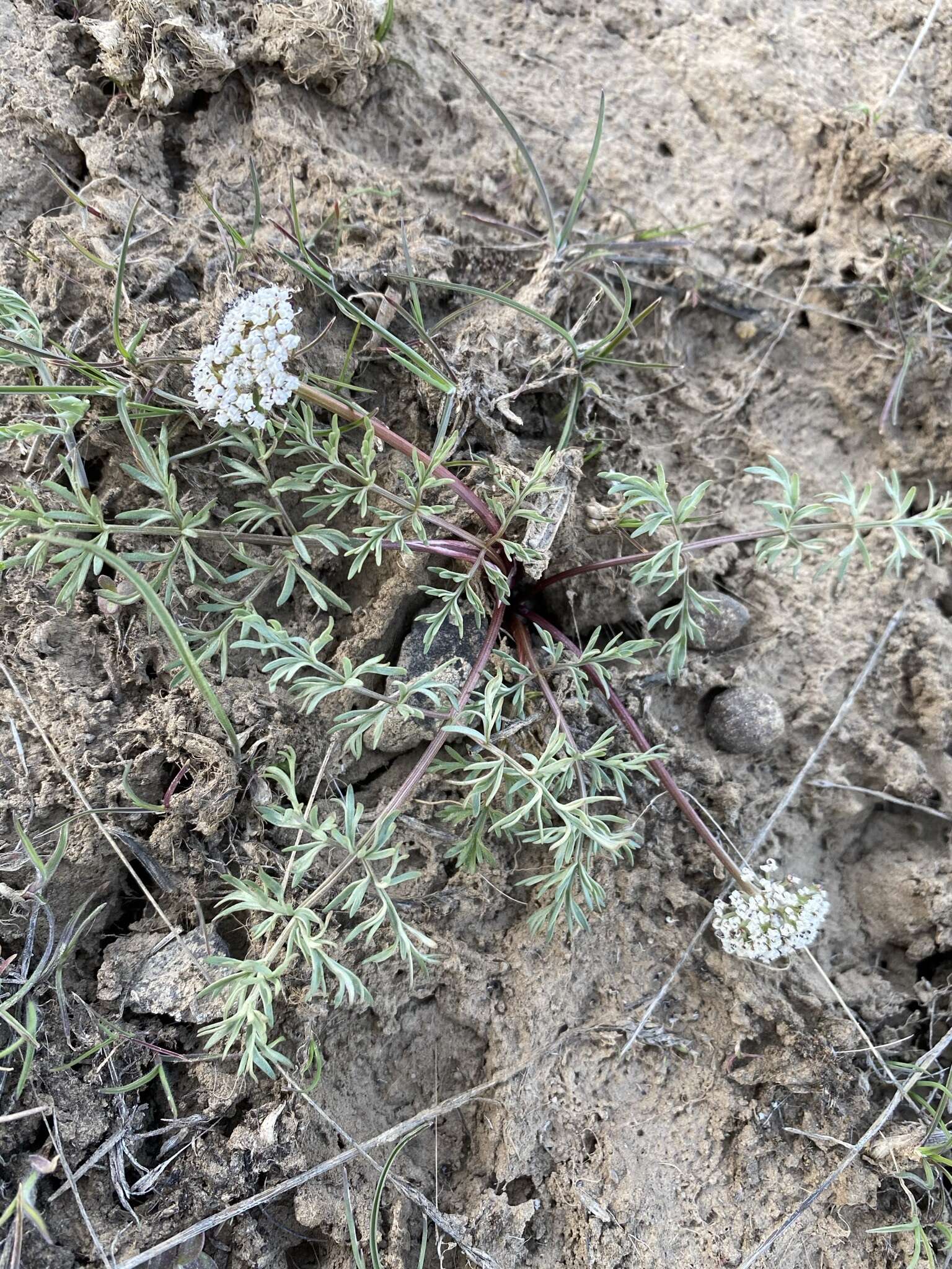 Image of Canby's biscuitroot