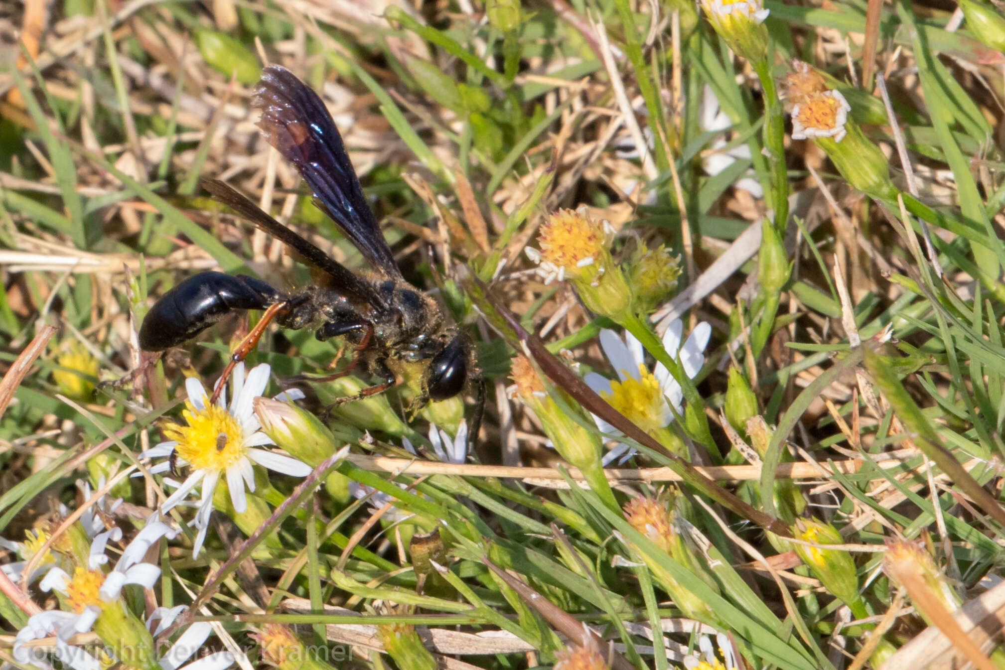 Isodontia auripes (Fernald 1906)的圖片