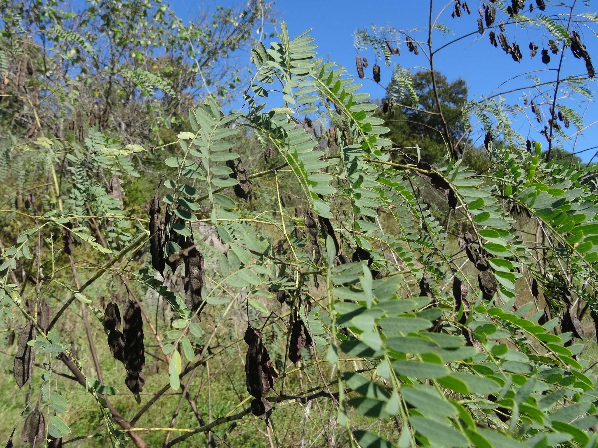 Image of Drummond's Sesbania