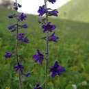 Image of Delphinium arcuatum Busch