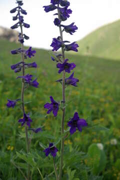 Delphinium arcuatum Busch的圖片