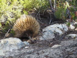 Sivun Tachyglossus aculeatus multiaculeatus (W. Rothschild 1905) kuva