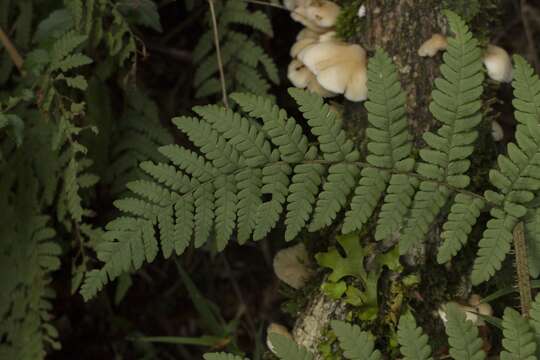 Image of Megalastrum spectabile (Kaulf.) A. R. Sm. & R. C. Moran