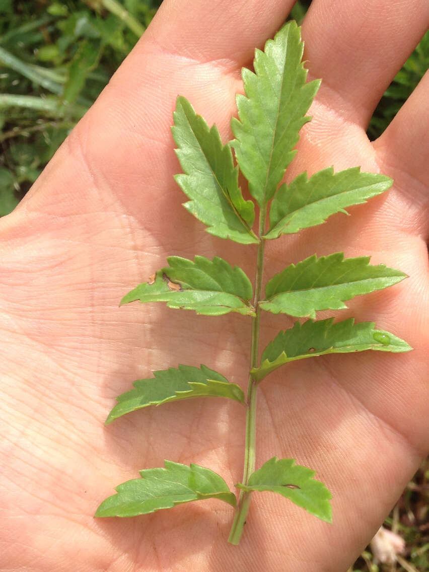 Image of Incarvillea diffusa Royle