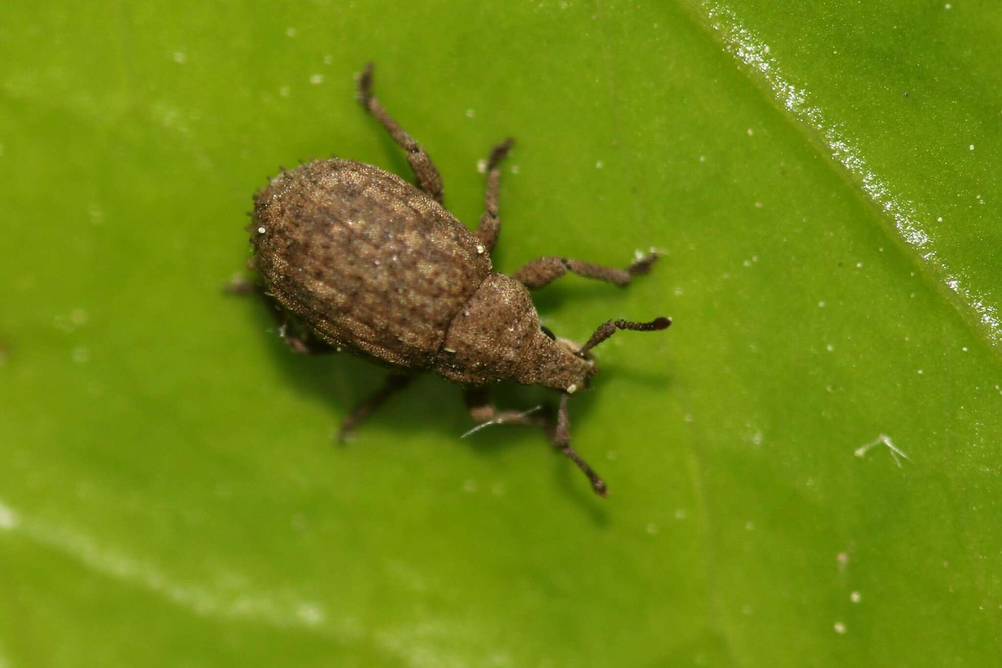 Слика од Romualdius scaber (Linnaeus 1758)