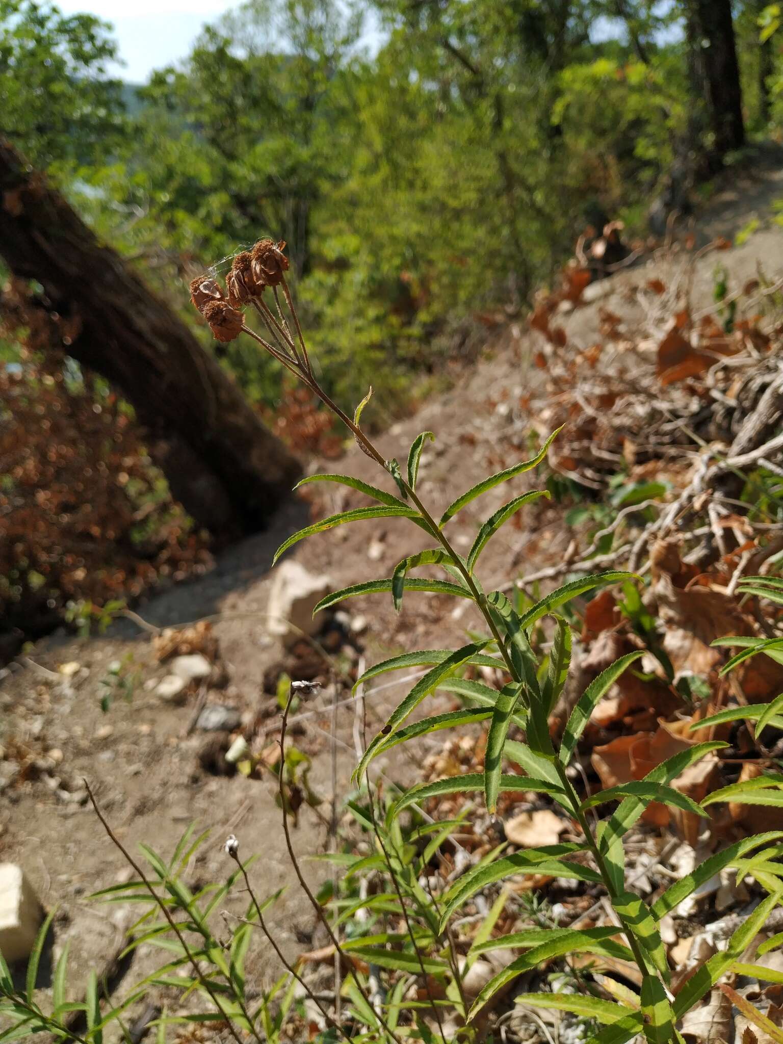 Image of Achillea biserrata M. Bieb.