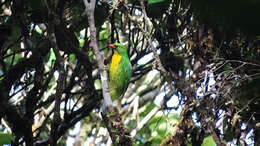 Image de Cotinga à poitrine d'or