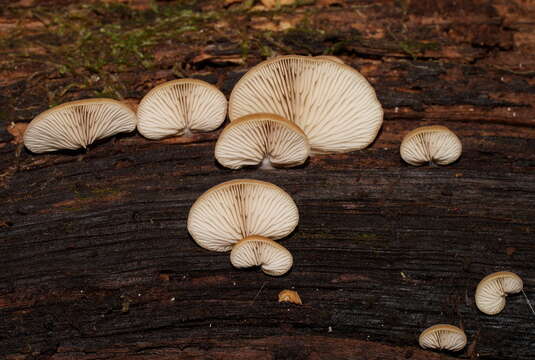 Image of Crepidotus nephrodes (Berk. & M. A. Curtis) Sacc. 1887