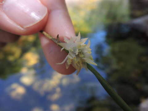 Octomeria crassifolia Lindl.的圖片