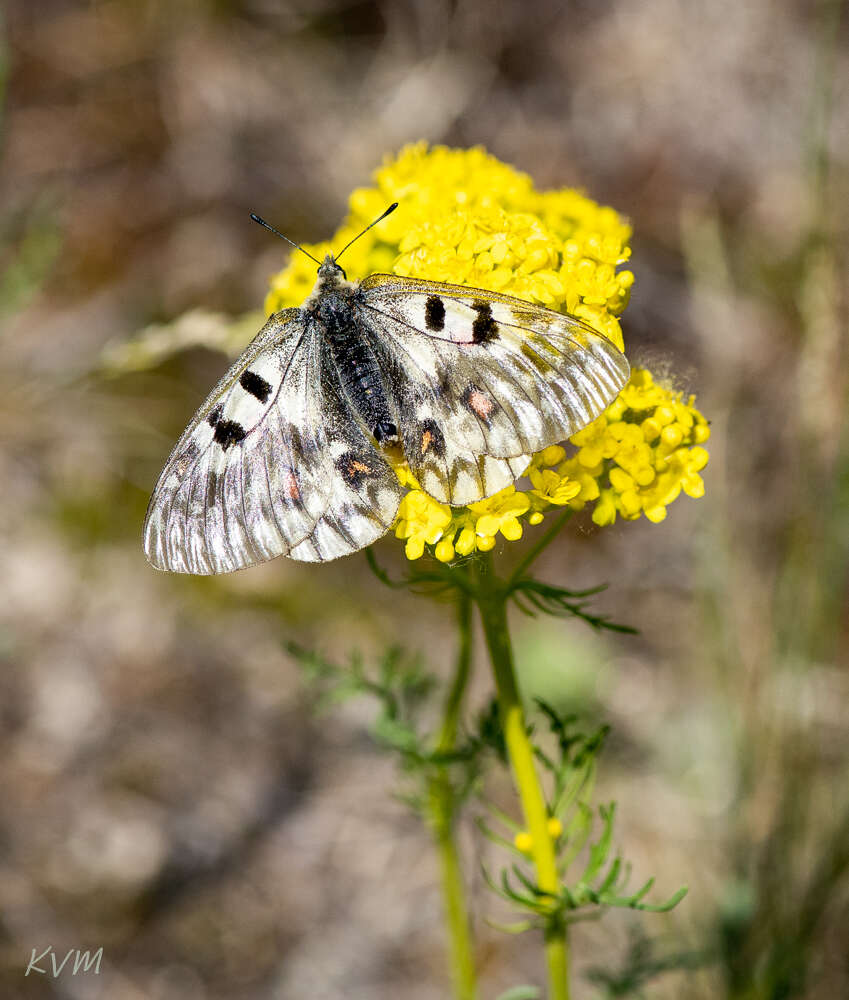 Parnassius ariadne (Lederer 1853) resmi