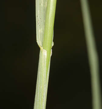 Image of spike fescue