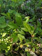 Image of lowbush blueberry