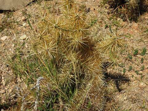 Image of Cylindropuntia hystrix (Griseb.) Areces