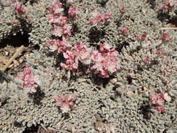 Eriogonum kennedyi var. alpigenum (Munz & I M. Johnst.) Munz & I M. Johnst. resmi