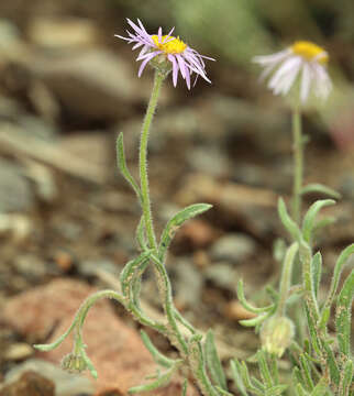 Image of Clokey's fleabane