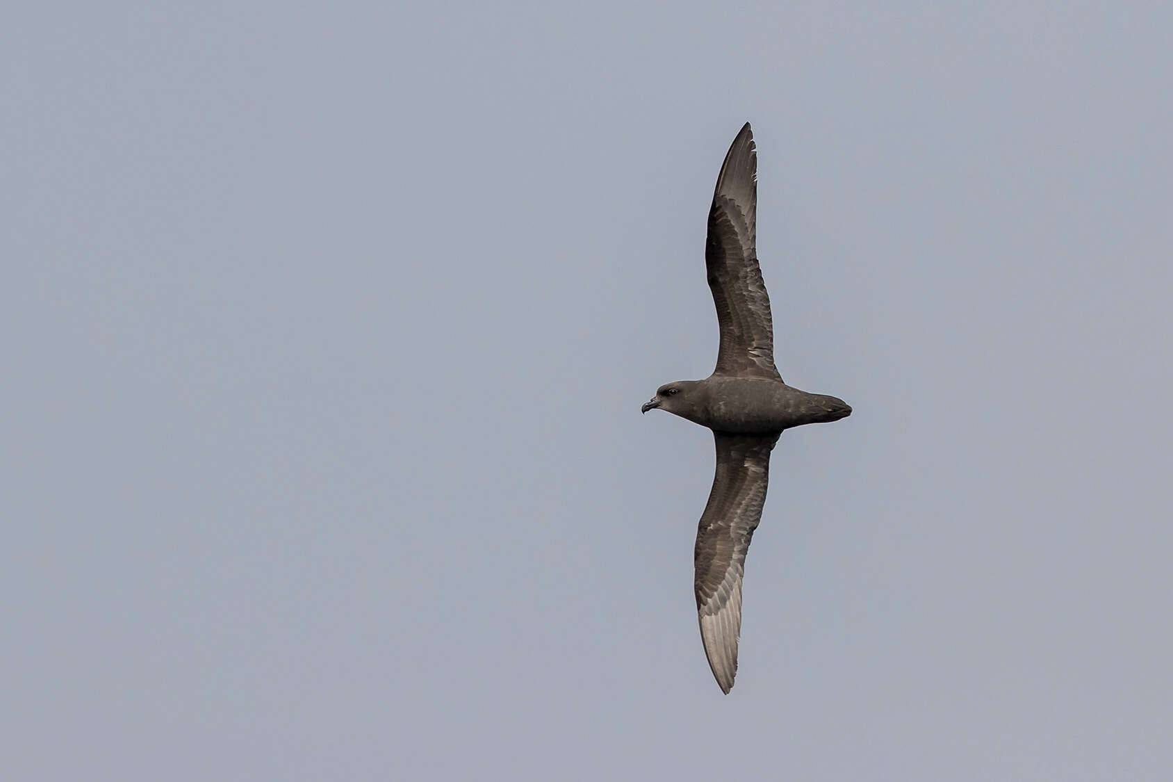 Image of Great-winged Petrel