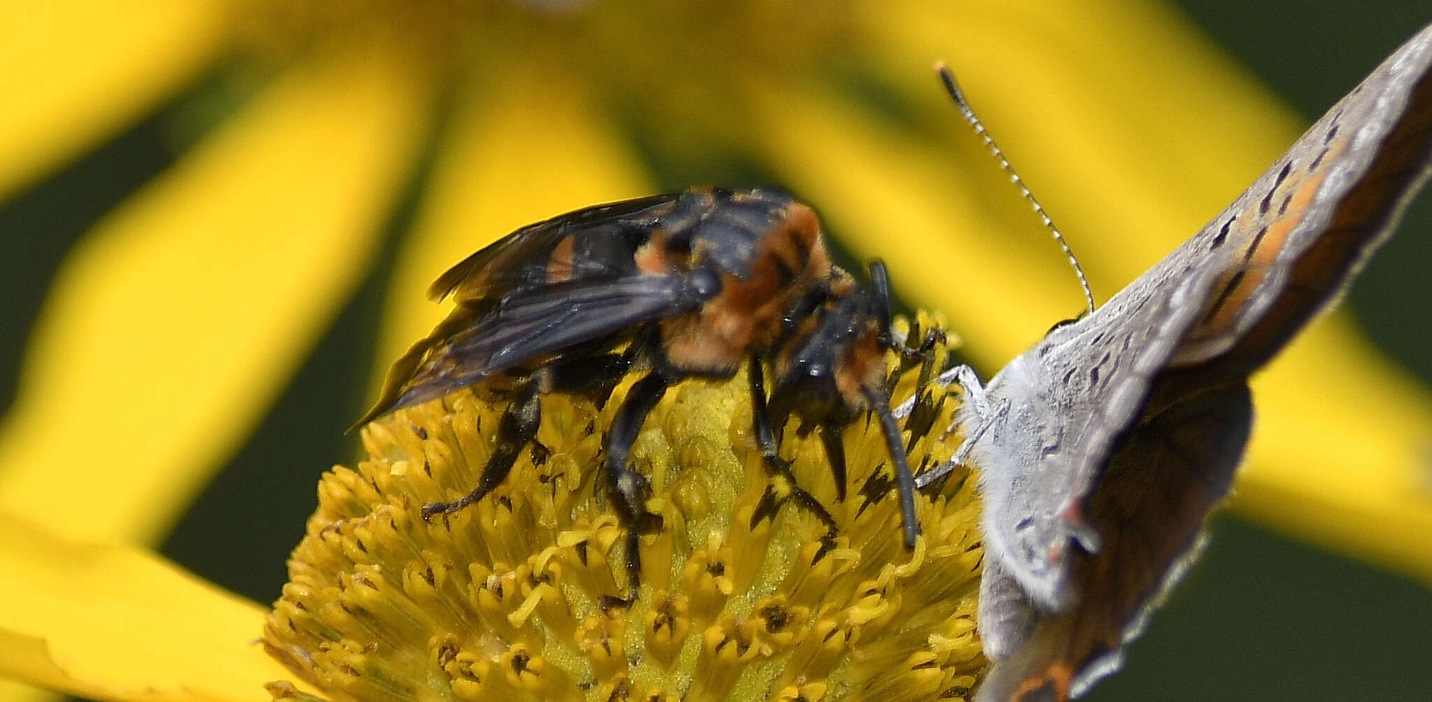 Image of Brachymelecta interrupta (Cresson 1872) Ansp