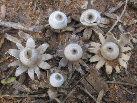 Plancia ëd Geastrum arenarium Lloyd 1907