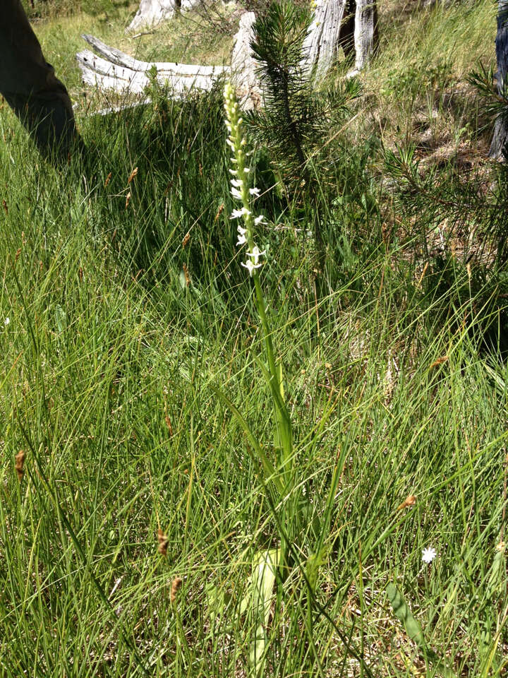 Image of Sierra bog orchid