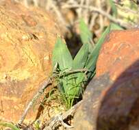 Image of Freesia marginata J. C. Manning & Goldblatt