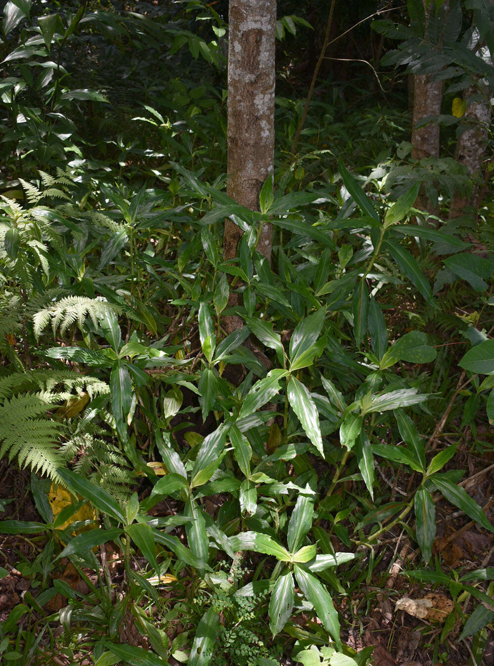 Слика од Pollia macrophylla (R. Br.) Benth.