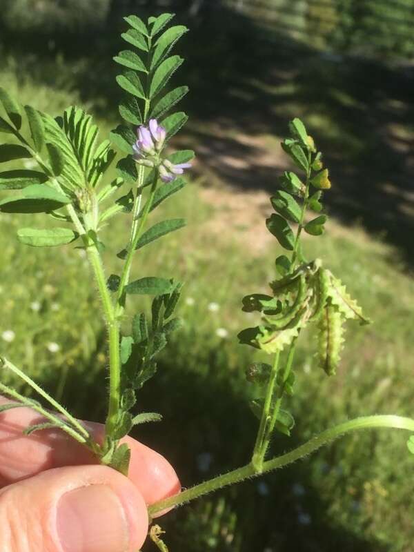 Image of Astragalus pelecinus (L.) Barneby