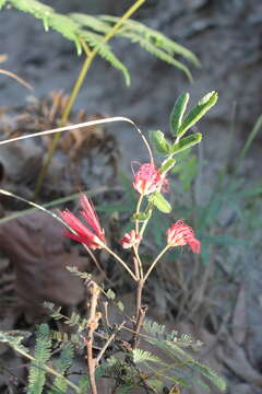 Imagem de Calliandra hirsuta (G. Don) Benth.