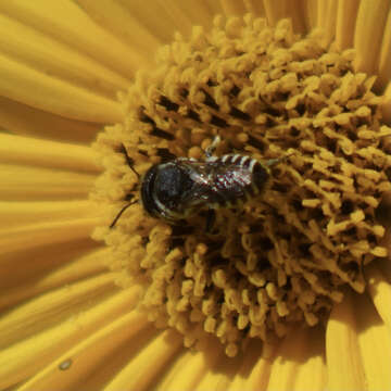 Image of Apical Leafcutter Bee