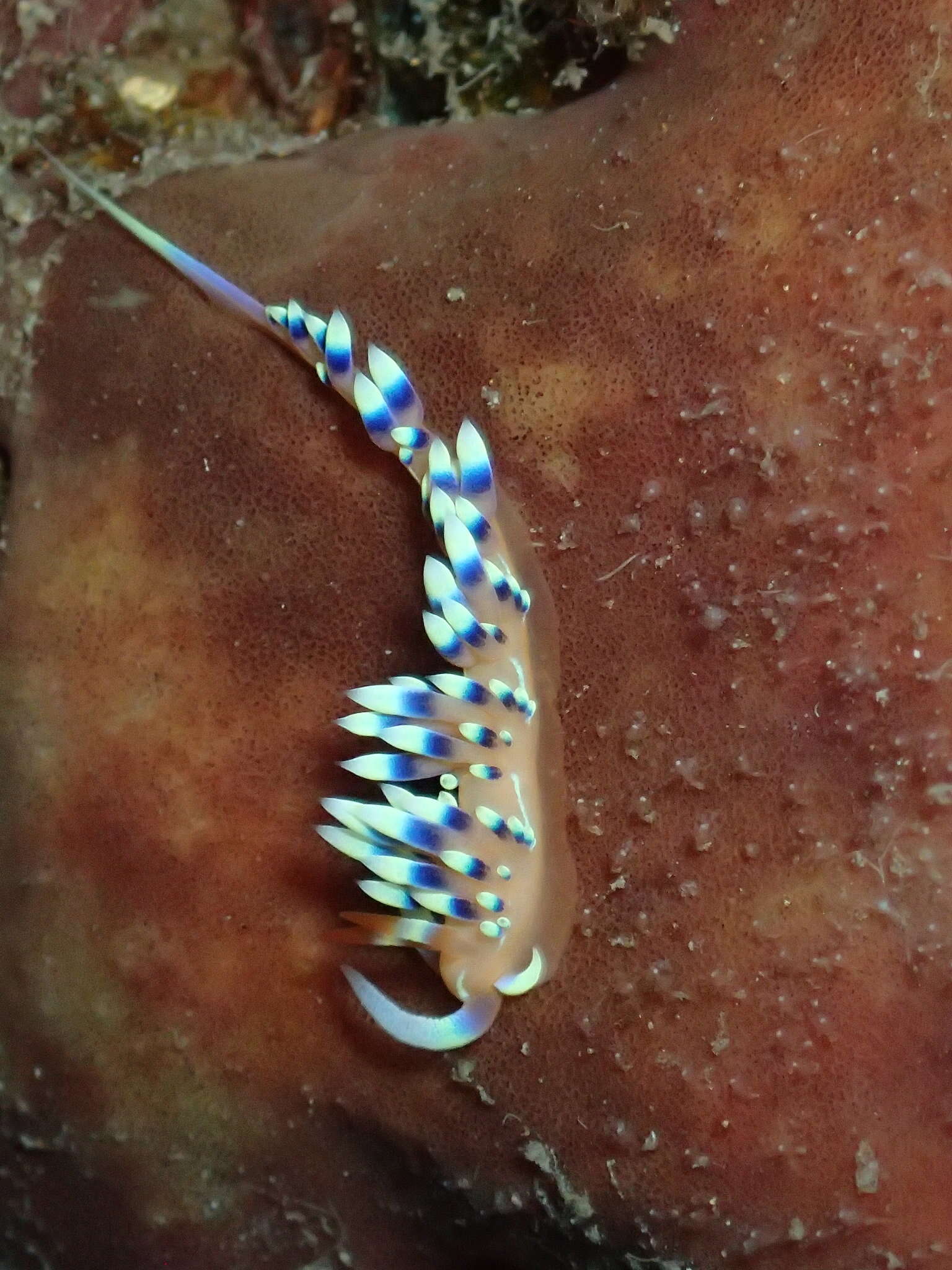 Image of White tipped red and white slug