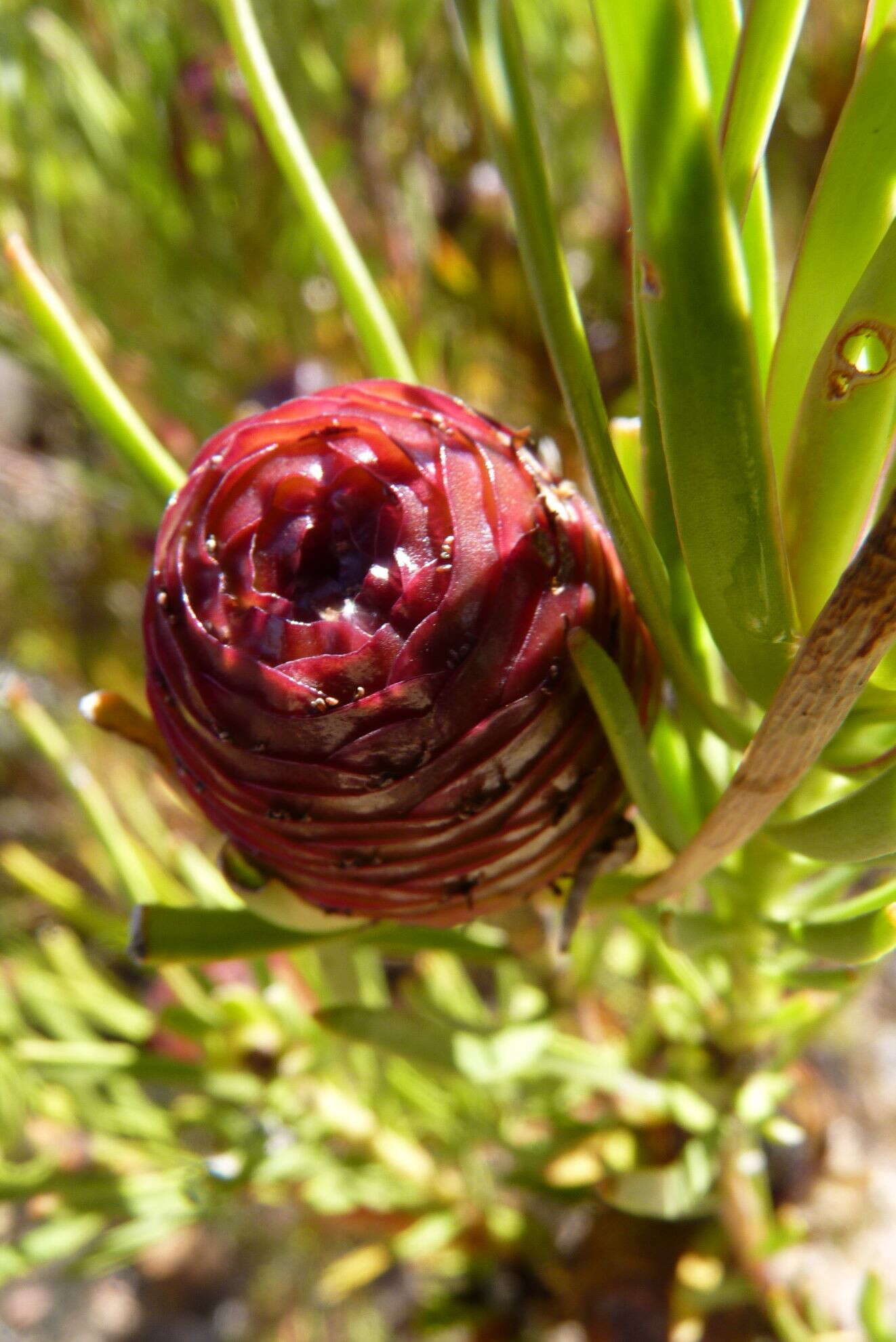 Image of Leucadendron spissifolium subsp. fragrans I. J. M. Williams