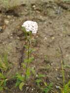 Image of Achillea asiatica Serg.