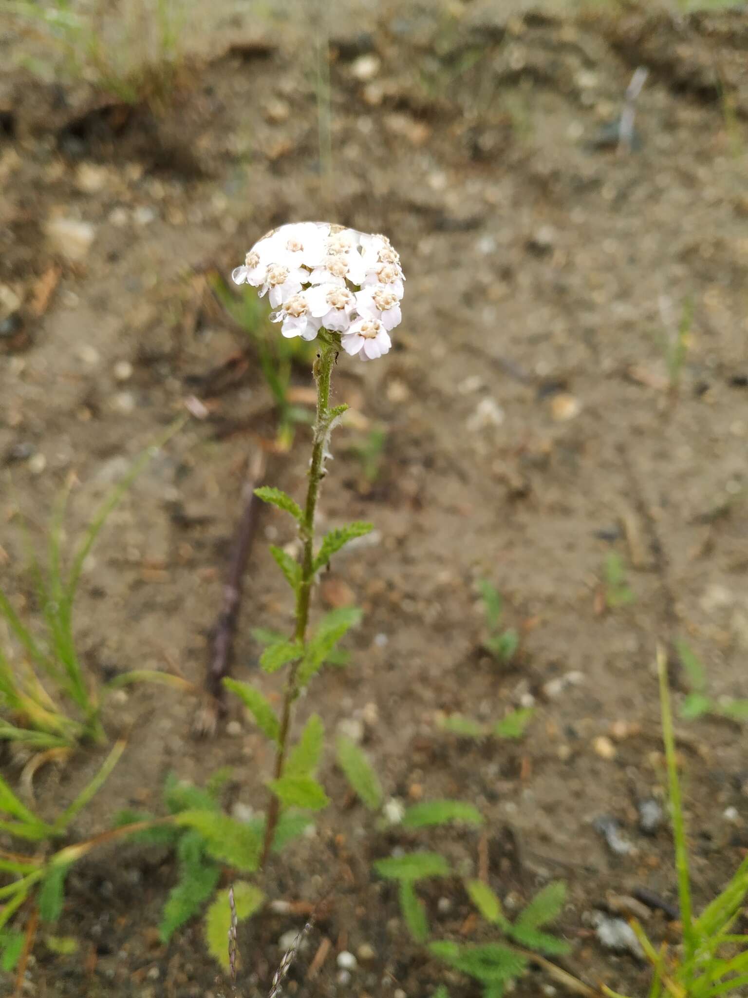 Sivun Achillea asiatica Serg. kuva