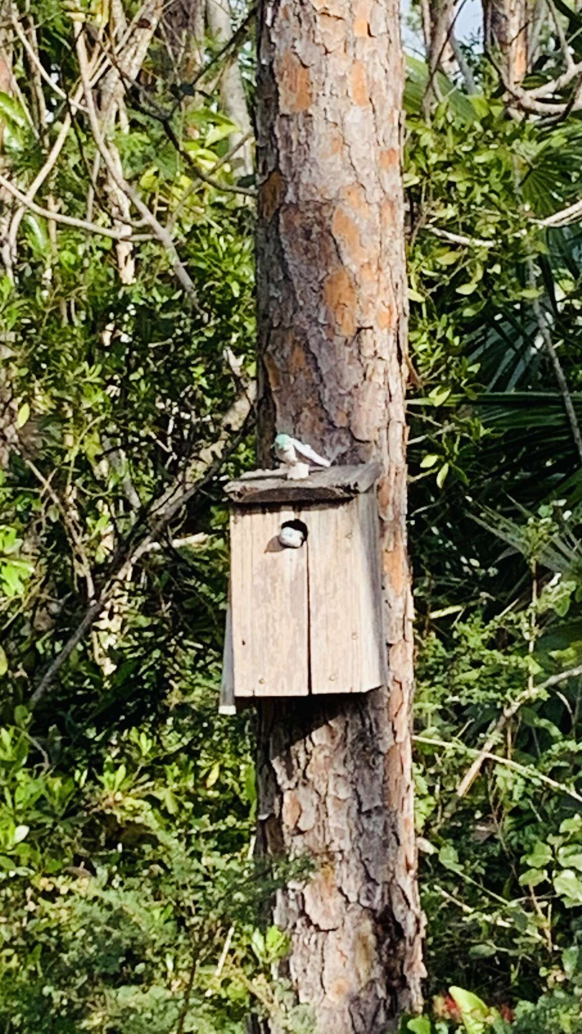 Image of Bahama Swallow