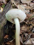 Image of Leccinum holopus (Rostk.) Watling 1960