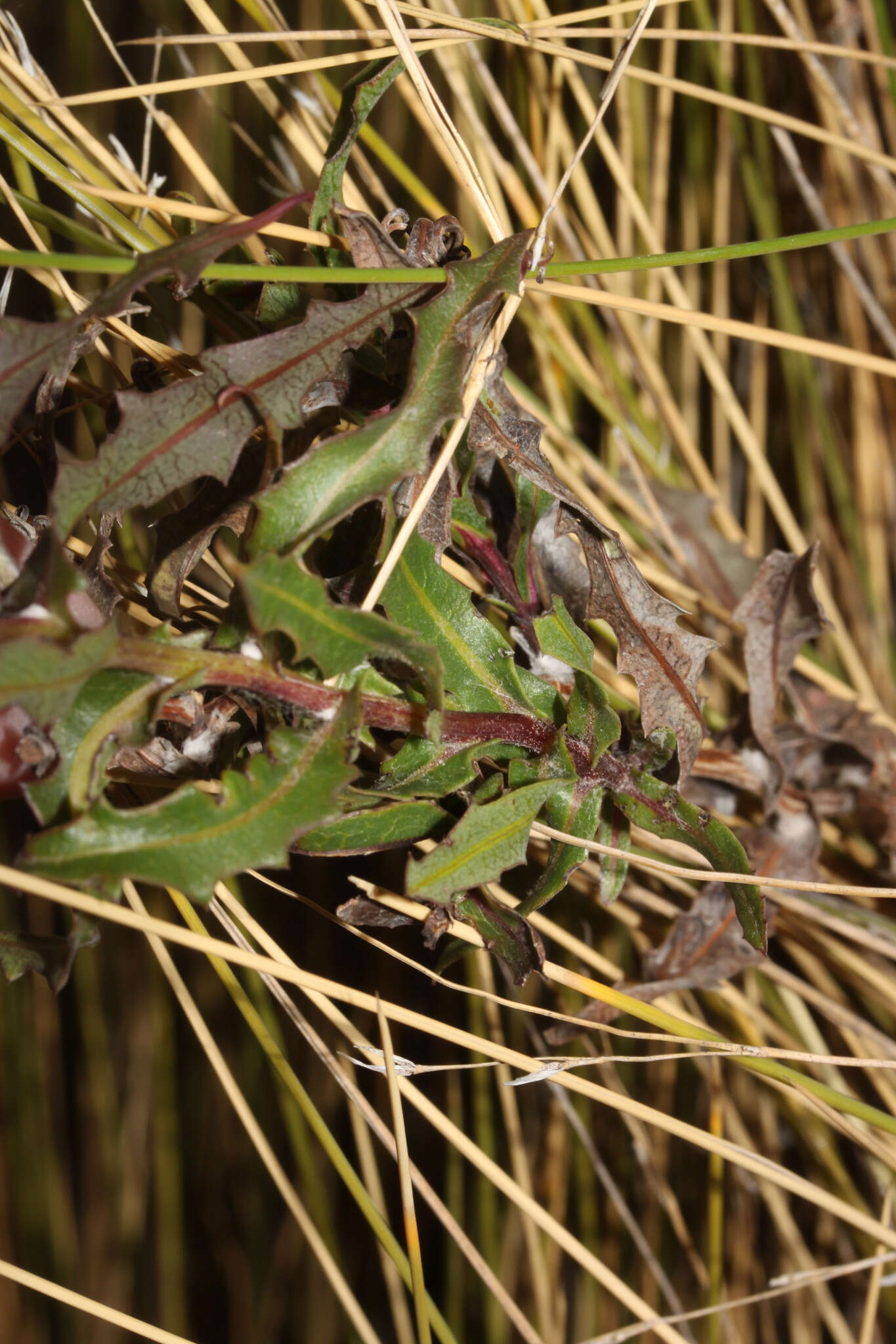 Image of Mutisia lanigera Wedd.