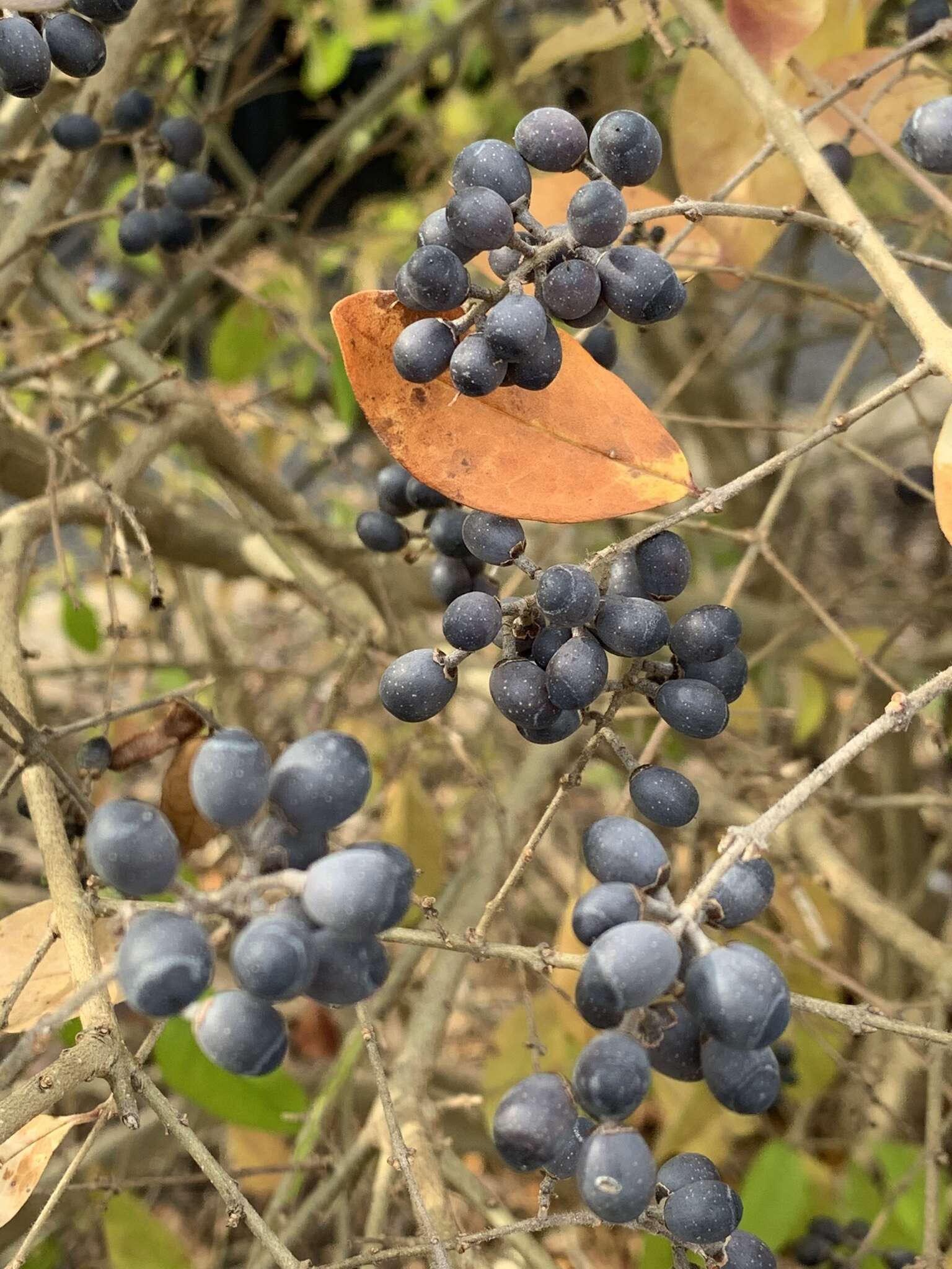 Image of border privet