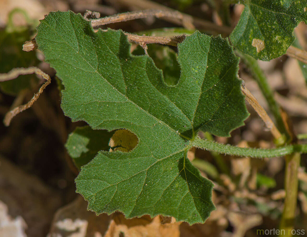 Plancia ëd Cucumis prophetarum L.