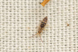 Image of Entomobrya comparata Folsom & JW 1919