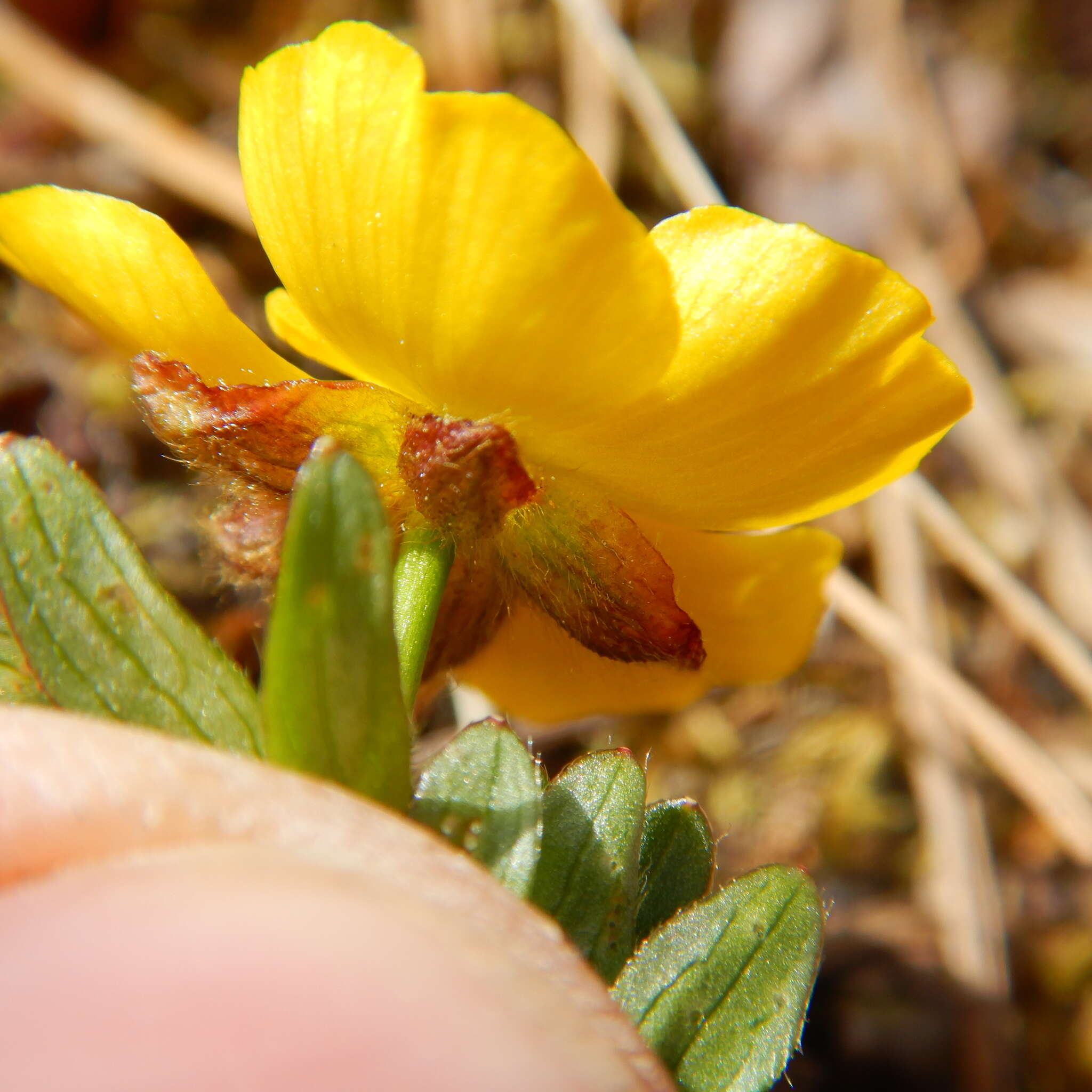 Image of <i>Ranunculus <i>eschscholtzii</i></i> var. eschscholtzii