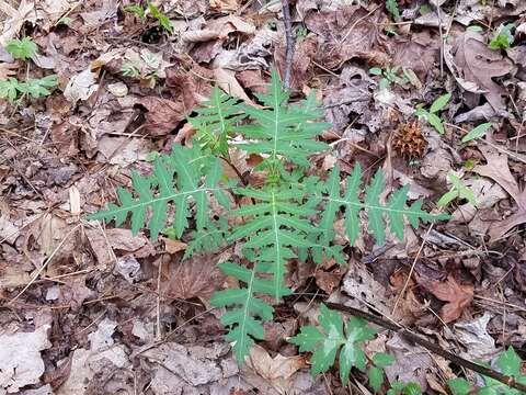 Image of Tennessee leafcup