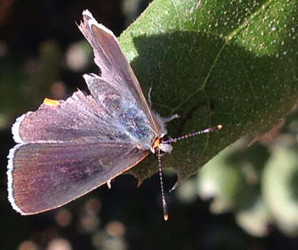 Image of Gray Hairstreak