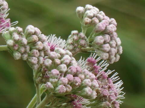 Image of Gyptis artemisifolia (Griseb.) R. King & H. Rob.