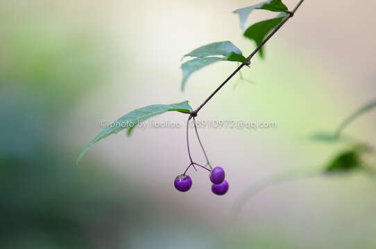 Image of Callicarpa peichieniana H. Ma & W. B. Yu