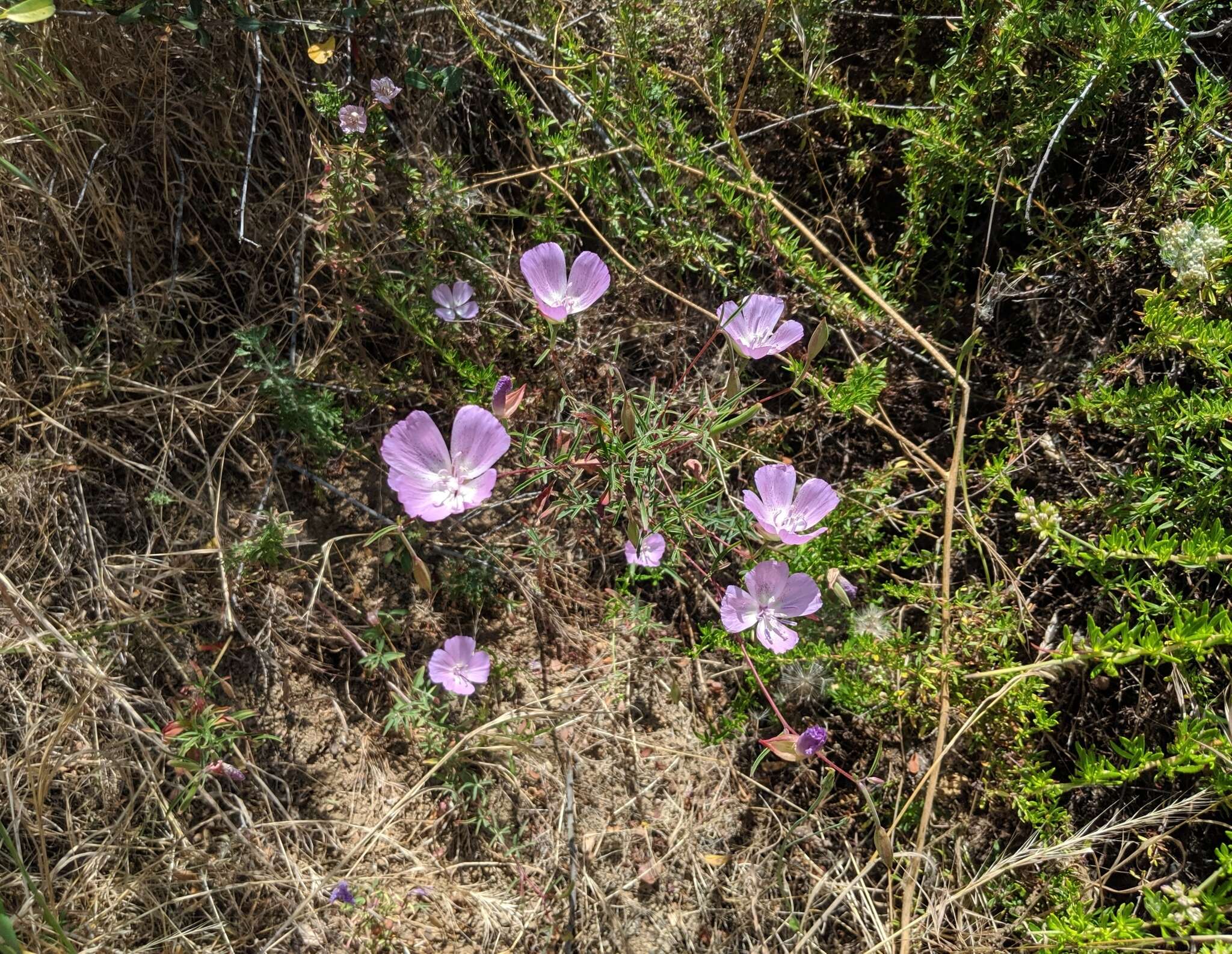 Image de Clarkia bottae (Spach) H. & M. Lewis