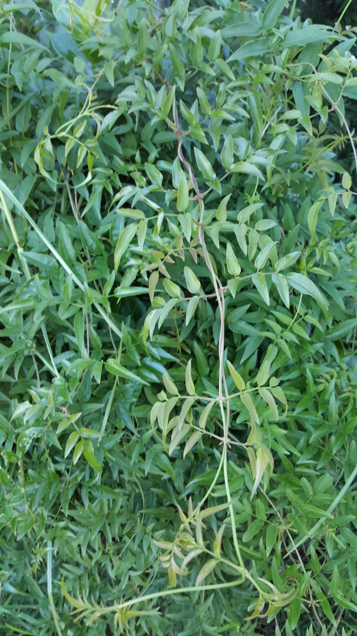 Image of pink jasmine