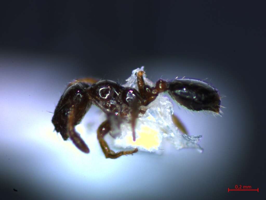 Image de Monomorium monomorium Bolton 1987