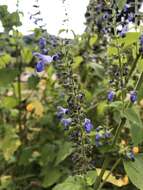 Image de Salvia longispicata M. Martens & Galeotti