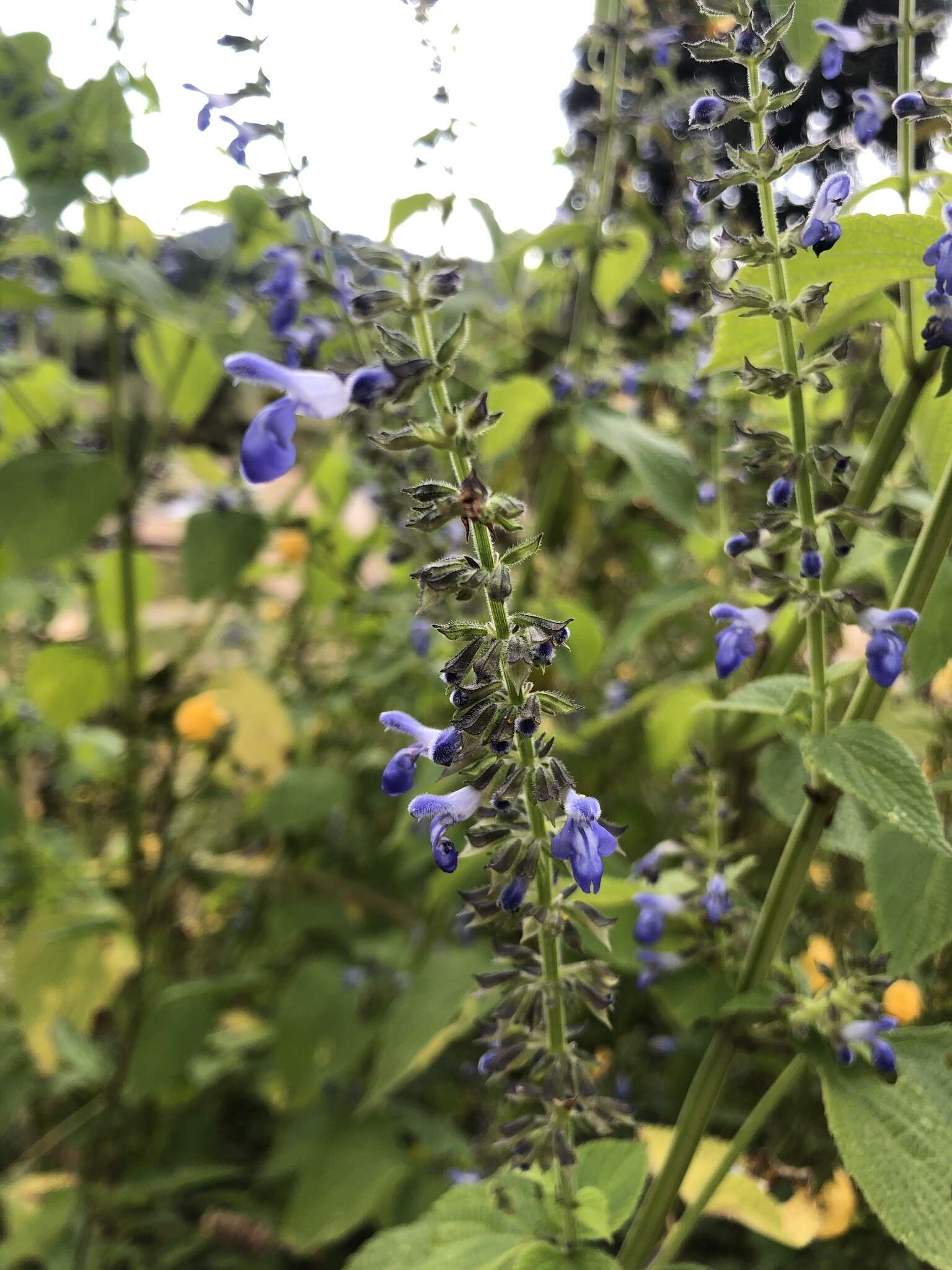 Image of Salvia longispicata M. Martens & Galeotti